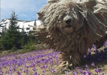 "У Карпатах, як вдома": рятувальники розповіли історію Сікро (ФОТО)