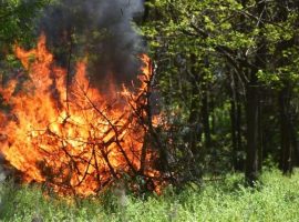 На Закарпатті оголосили надзвичайний рівень пожежної небезпеки