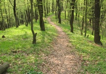 Пішов у ліс та не повернувся: на Закарпатті зник ще один чоловік (ОНОВЛЕНО)