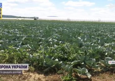 Закарпаття збирає врожай, який має покрити дефіцит: які ціни прогнозують на овочі