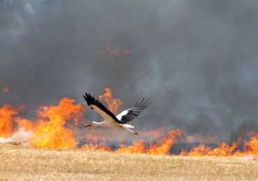 На Закарпатті посилюють пошуки паліїв сухої трави