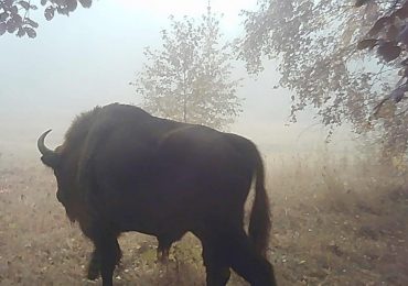 У лісах Закарпаття помітили червонокнижного зубра Bison bonasus (ФОТО)