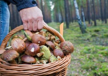 Знайшли грибника, який заблукав у лісі 10 вересня