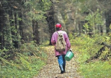 Закарпатка, яка заблукала під час збирання грибів, самостійно вибралася з лісу