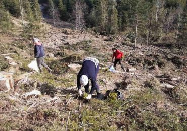 У Довжанському лісництві на Закарпатті висадили понад 50 тисяч дерев