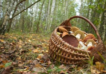 На Закарпатті з 8 жовтня шукають зниклого грибника