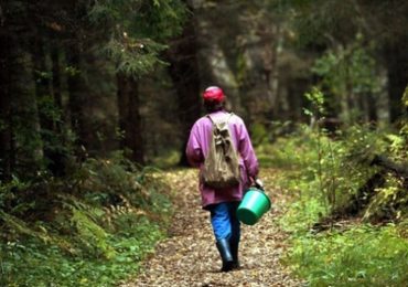 На Ужгородщині заблукала жінка самотужки знайшла вихід з лісу