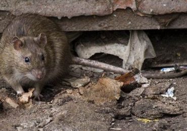 З понеділка в Ужгороді проводитимуть дератизацію