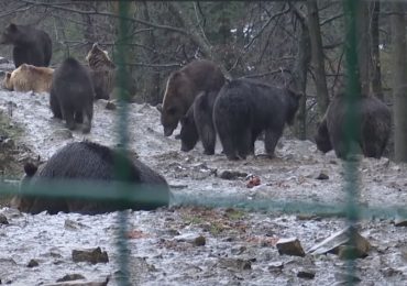 Мешканці реабілітаційного центру для бурих ведмедів у Синевирській Поляні досі не впали в сплячку (ВІДЕО)