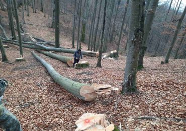 Хустський лісгосп відшкодовує збитки за завдану природним ресурсам шкоду