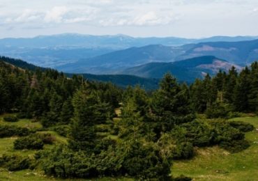 Старовікові хвойні ліси Карпат пропонують внести до спадщини ЮНЕСКО