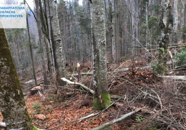 За допущену масову рубку зі збитками у понад 18 млн грн судитимуть посадовця «Ясінянського ЛМГ»