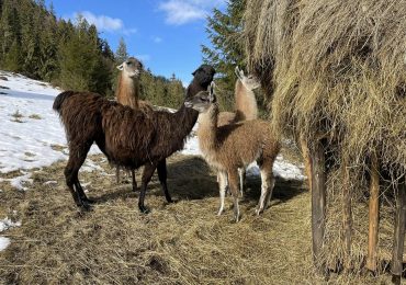 Фото дня: Лами в Карпатах