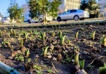 Незабаром у Мукачеві зацвіте Алея тюльпанів на честь полеглого Героя Романа Жука