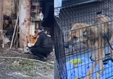 В Ужгороді патрульні врятували знесиленого собаку (ВІДЕО)