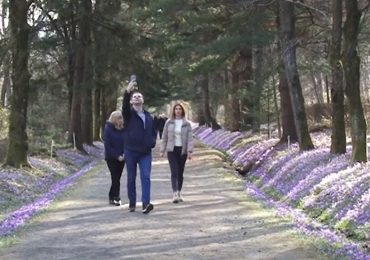 Шафранові поля на Закарпатті полонили серця відвідувачів