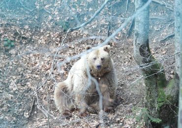 У НПП "Синевир" встановили онлайн-камери для моніторингу