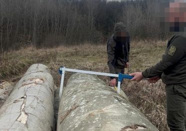 ДБР повідомило про підозру двом працівникам лісництв на Закарпатті