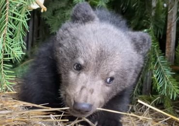 Має можливість гратися та повноцінно харчуватися: як почувається ведмежа, якого врятували закарпатські природоохоронці