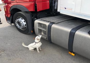 На Закарпатті службовий собака допоміг виявити контрабандні цигарки