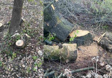 В Ужгороді без погодження екологічних інспекторів фірма незаконно зрубала 350 дерев