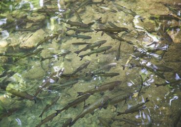 21 травня закінчується термін заборони на вилов водних біоресурсів в корінних водах річок