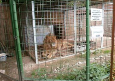 Трагічний інцидент у Словаччині: лев загриз власника зоопарку