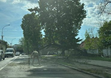 Зламало паркан та вивалилось дорогу: в Ужгороді впало дерево