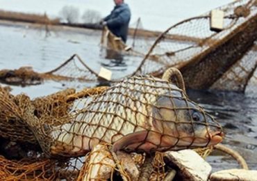 За місяць на Закарпатті викрито 40 порушень природоохоронного законодавства