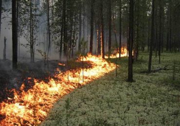 На Закарпатті впродовж вихідних зафіксували 14 пожеж, половина – це загорання в екосистемах