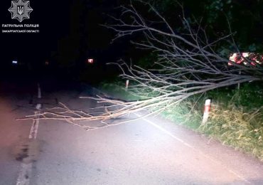 На об’їзній Ужгорода розчистили небезпечну ділянку траси, де впало дерево