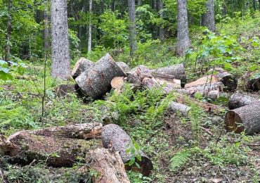 У Карпатському заповіднику незаконно вирубали ліс на 22,5 мільйона гривень