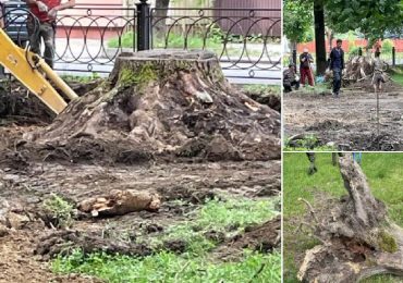 У природно-заповідному фонді на Закарпатті виявили незаконну вирубку дерев