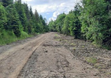 На Свалявщині екологи виявили лісові порушення на значну суму