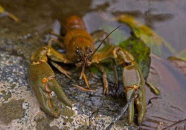 Від початку липня на водоймах України дозволяється лов раків