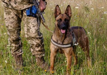 Бельгійська вівчарка Дейзі проходить службу в одній з найвищих точок Чопського загону