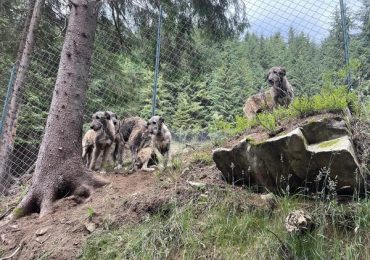 З Донеччини на Закарпаття евакуювали цуценят ірландського вовкодава