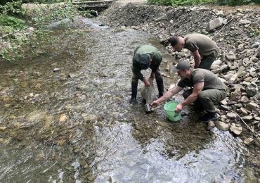 Річка Тересва на Закарпатті поповнилась мальками струмкової форелі