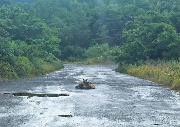 На Ужгородщині живодер обезголовив собаку та вбив цуценя, - СОЦМЕРЕЖІ