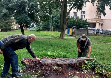 Збитки складають 2,8 млн грн: в Ужгороді виявили незаконну рубку дерев