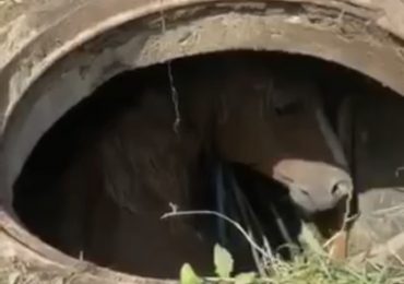 У Мукачеві кінь впав в каналізаційний люк
