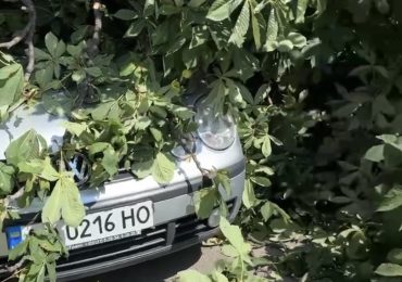 В Ужгороді дерево впало на автомобіль