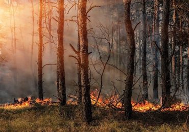 На Закарпатті заборонили відвідувати ліси