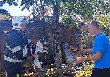 На пожежі у Виноградові вогнеборці врятували наляканого песика