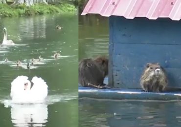 Лебеді, павичі, морські свинки: як мешканці Тячівщини облаштували парк