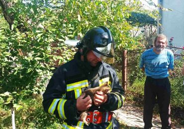 В Іршаві рятувальники зняли з дерева перелякане кошеня, яке не могло саме злізти