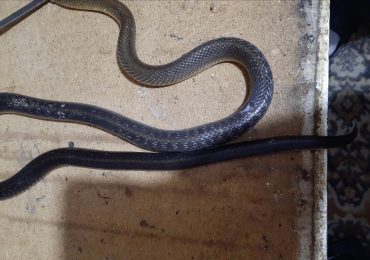 В Ужгороді змія залізла в приватний будинок та вкусила чоловіка