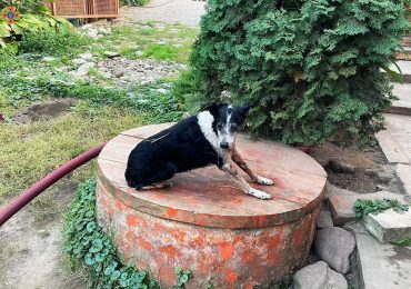 Пожежа у Хусті: вогнеборці врятували собаку та ліквідували загоряння