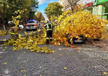 У Виноградові дерево впало на автомобіль Audi A3