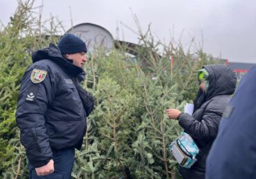 Поліція Закарпаття перевіряє ялинкові ринки на законність купівлі та продажу новорічних дерев